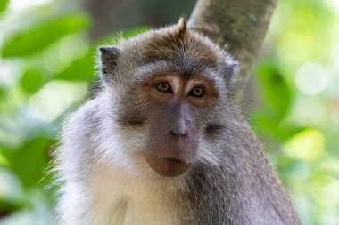 Balili Uzun Kuyruklu Maymun (macaque). Sarı gözler. Ağaç, arkada yeşil bitki örtüsü var. Kutsal Maymun Tapınağı, Ubud, Bali, Endonezya. 