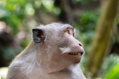 Balili Uzun Kuyruklu Maymun Portresi (Macaque). Başı döndü, başka tarafa bakıyordu. Arka planda yeşil orman var. Ubud, Balid, Endonezya 'da. 
