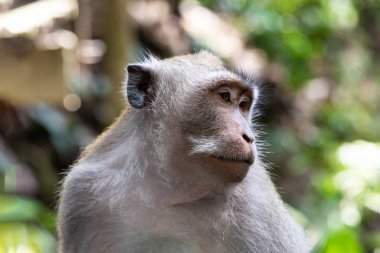 Macaque maymunu portresi (Macaca Fascicularis), yan tarafa bakar. Arka planda orman var. Kutsal maymun ormanlarında, Ubud, Bali, Endonezya.