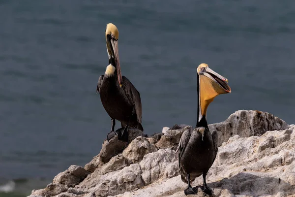 Pár California Brown Pelicans Pelecanus Occidentalis Stojící Skále Poblíž Malibu — Stock fotografie