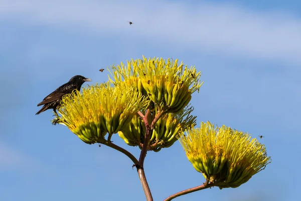 American Starling Sturnus Vulgaris Zit Agavebloesems Bijen Jagen Die Buurt — Stockfoto