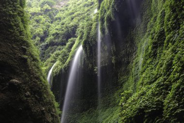 Madakaripura Şelalesi, Doğu Java, Endonezya. Çoklu şelaleler tropik bitki örtüsüyle kaplı sarp kayalıklardan aşağı akıyor.. 