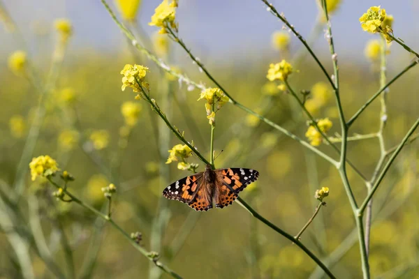 Mariposa Dama Pintada Vanessa Cardui Flor Mostaza Cerca Malibú California — Foto de Stock