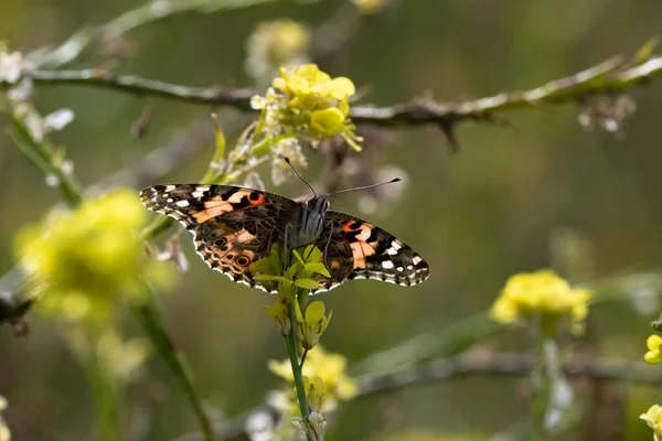 Mariposa Dama Pintada Vanessa Cardui Alimentándose Flor Mostaza Vista Desde — Foto de Stock