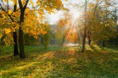 Sonbahar, yaprakları, sarı ağaçlar