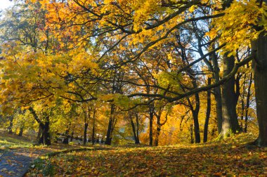 Sonbahar Orman, sarı ve kırmızı yaprakları ağaçlarda sonbahar, Sonbahar Park