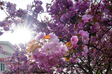 pembe elma çiçekleri olan elma ağaçlarının dalları çiçek açan bahar güneşi tarafından yaktı