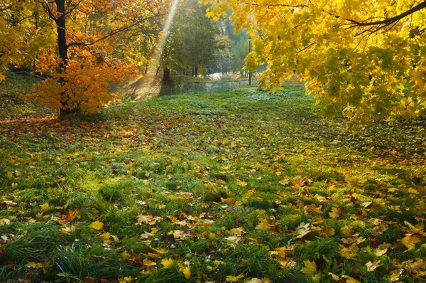 노란색과 붉은 잎가 나무, 지점을 통해 태양에 — 스톡 사진