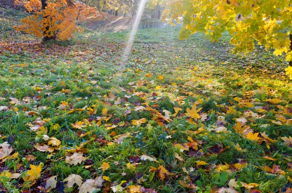 노란색과 붉은을, 지점을 통해 태양, 공원가 숲에서에서가 나무에 나뭇잎 — 스톡 사진