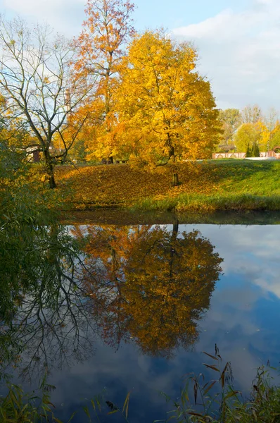 Forêt d'automne, feuilles jaunes et rouges sur les arbres en automne, automne dans le parc — Photo