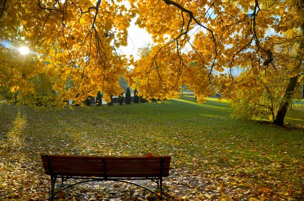 가을 공원, 노란색과 빨간색 벤치가을 나무에 나뭇잎 — 스톡 사진