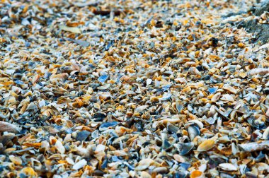 arka plan nehir kabukları