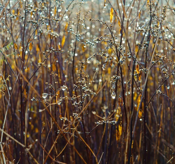 Våta gyllene gräs på morgonen — Stockfoto