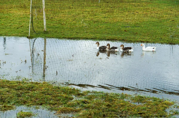 Kacsa az elárasztott futballpályán, a kacsák a faluban úszni a medencében — Stock Fotó