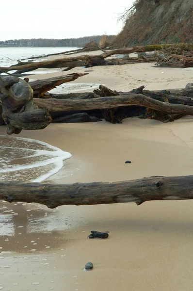 倒下的树木，在海滩上 — 图库照片
