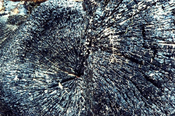Trunchi carbonizat al unui copac, lemn negru de cărbune — Fotografie, imagine de stoc