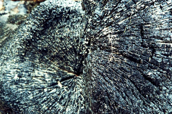 Tronco carbonizzato di un albero, legno di carbone nero — Foto Stock