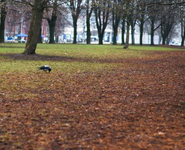 karga kuzgun kuru sallandı