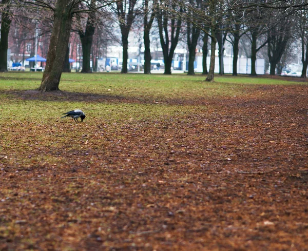 karga kuzgun kuru sallandı