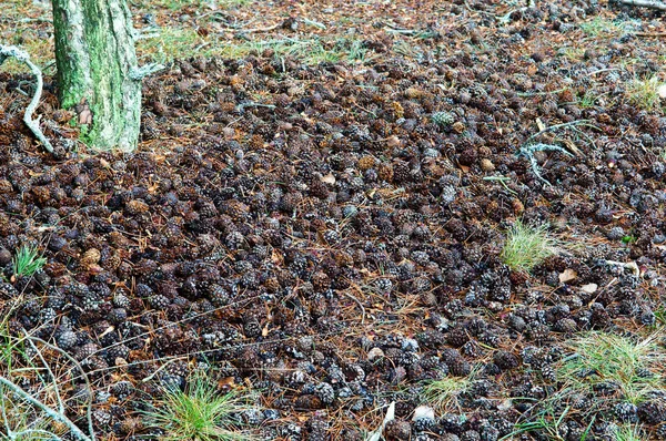 ground covered with pine cones