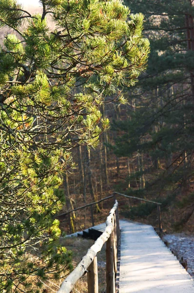 Escadas e caminho de pranchas turísticas na floresta — Fotografia de Stock