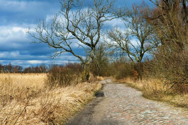 Straße, Wald, Frühling, Baum, Pfad, blauer Himmel — Stockfoto