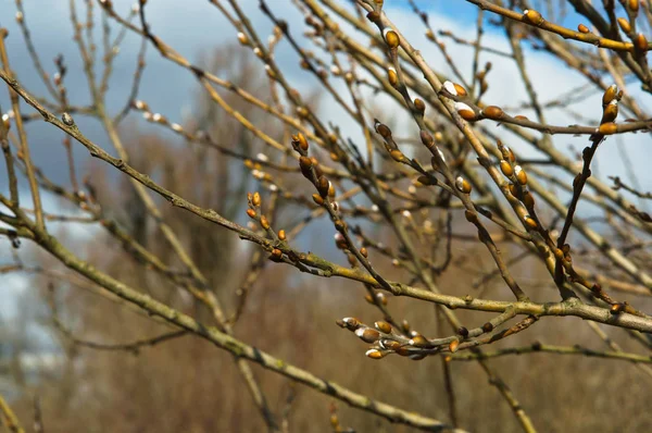 The leaves blossomed in the tree in the spring — Stock Photo, Image