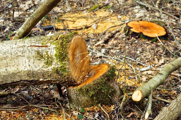 Řezali dřevo, protokolování, odlesňování všude — Stock fotografie