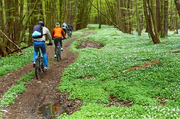 De fietser, bos, lopen, rijden, voorjaar, groep, Paardrijden — Stockfoto