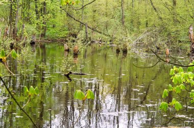 Bataklık, bataklık, marsh, mire, sulak alan, fen, sazlık, quagmire, slough, bataklık