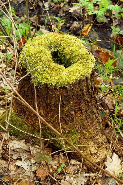 Moha, zuzmó, sphagnum, stump, gubanc, kivágták az öreg, fa — Stock Fotó