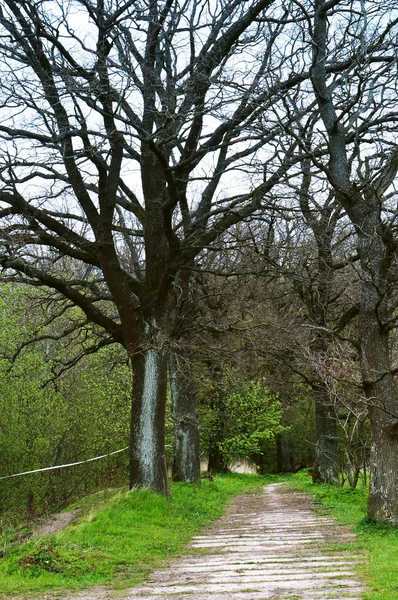 Gasse, Bäume, hoch, Straße, Fußweg, alt, Reise, Neuland — Stockfoto