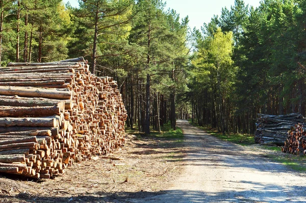 Пиломатериалы, древесина, древесина, древесина, бревна, лес, деревья, вырубка лесов Стоковое Фото