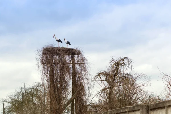 storks in the field in early spring