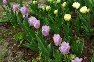 Lale, çiçek, bahar, Bahçe, çiçek, çiçek, flora, botanik