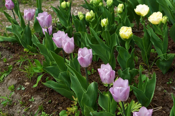 Lale, çiçek, bahar, Bahçe, çiçek, çiçek, flora, botanik