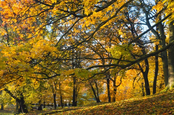 Herbst, Blätter, gelbe Bäume — Stockfoto