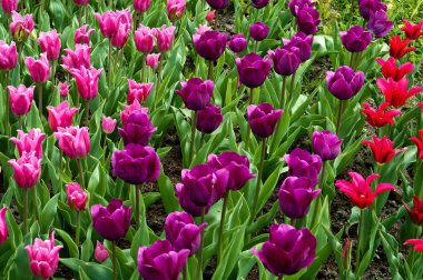 çok renkli lale, bahar çiçek lale