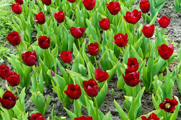 multi-colored tulips, spring flowers tulips