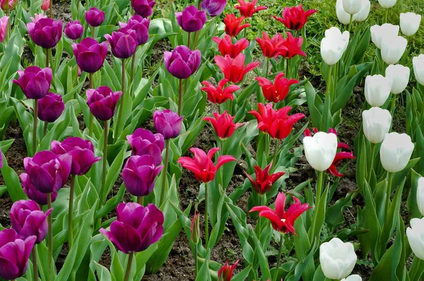 çiçekler bahar, çok renkli lale