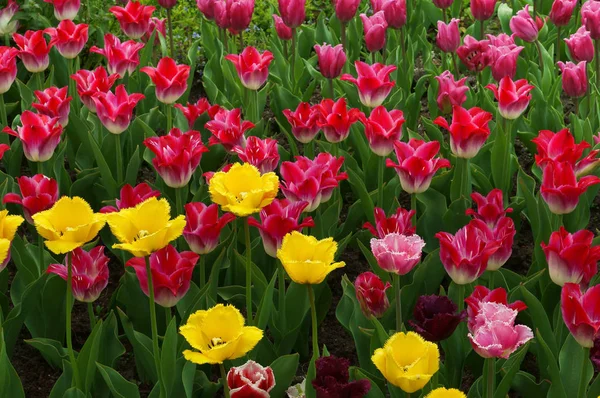 multi-colored tulips, spring flowers tulips