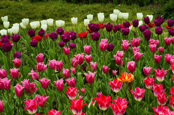 çok renkli lale, bahar çiçek lale