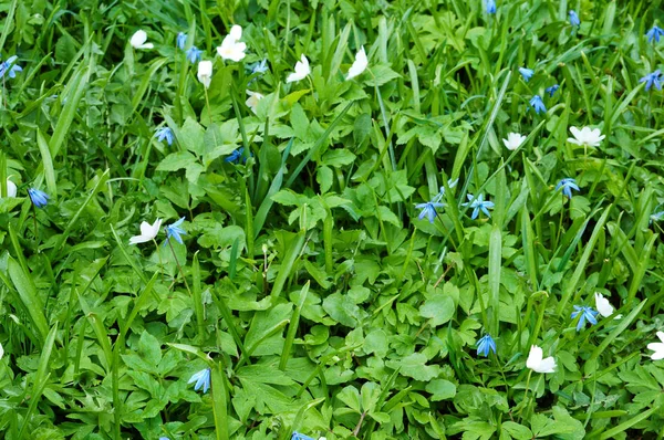 Flores, pequeno, grama, verde, fundo, primavera, verão — Fotografia de Stock