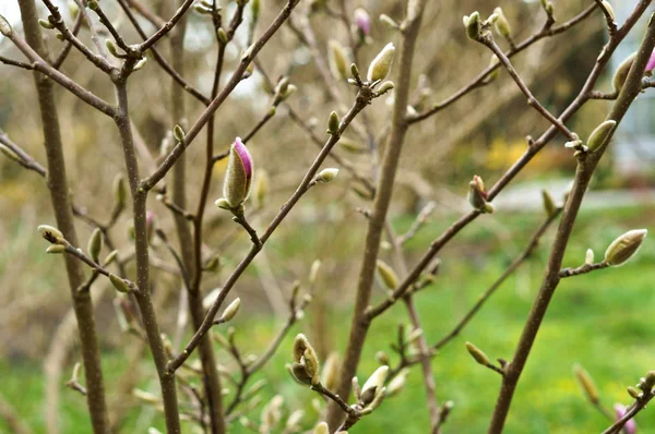 マグノリア、花、ブッシュ、木、枝、春、ブルーム — ストック写真