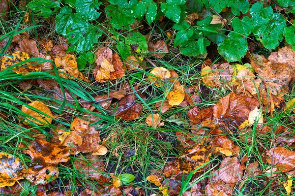 Herfst, bladeren, geel, druppels, gras, trail, NAT — Stockfoto