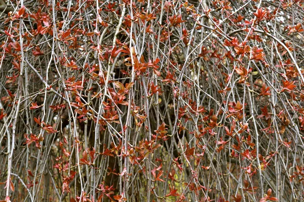 Hojas, pequeño, rojo, joven, primavera, temprano, Bush — Foto de Stock