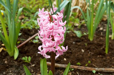 Lale, çiçek, bahar, Bahçe, çiçek, çiçek, flora, botanik