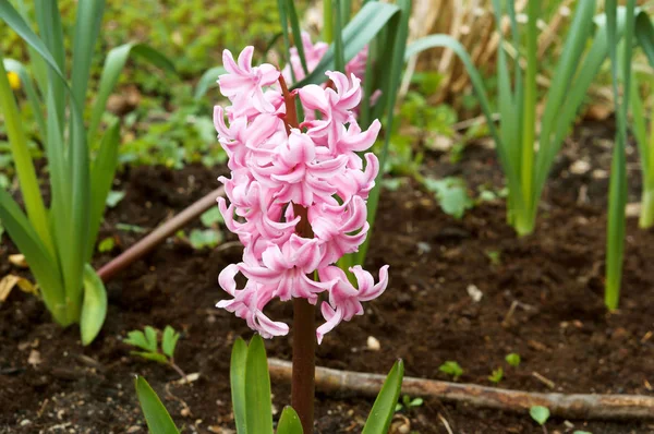 Lale, çiçek, bahar, Bahçe, çiçek, çiçek, flora, botanik