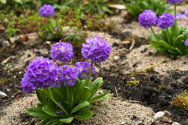 Tulipan, kwiat, wiosna, ogród, bloom, kwitnąć, flora, botanika — Zdjęcie stockowe