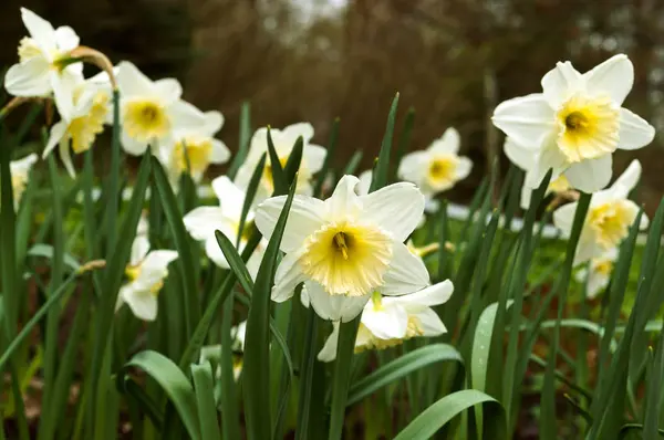 Narzissen, Blume, Frühling, Garten, Blüte, Blüte, Flora, Botanik — Stockfoto